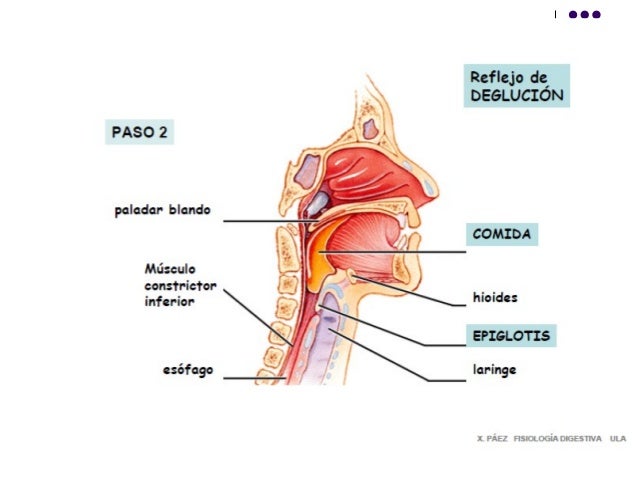 esfinteres esofagicos